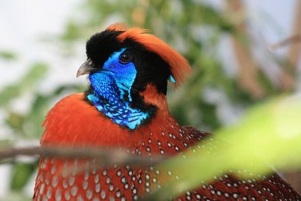  Satyar Tragopan found in Uttarakhand after five years