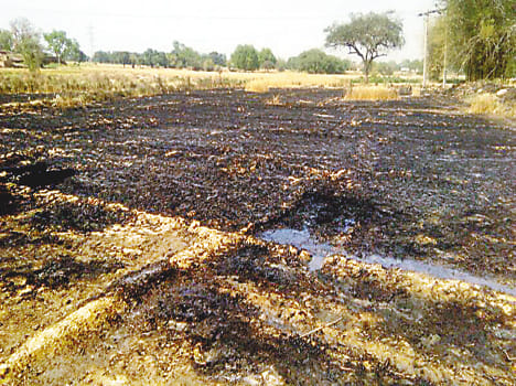 Savghi Bigha wheat crop from fire