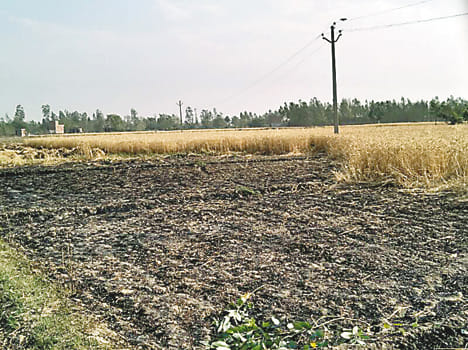 Ht line collapsed in the field, wheat crop burnt