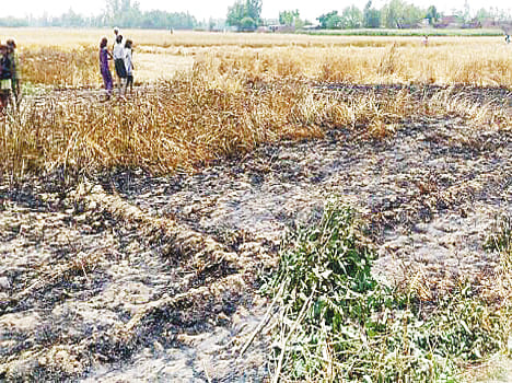 Six bigha wheat crop by fire