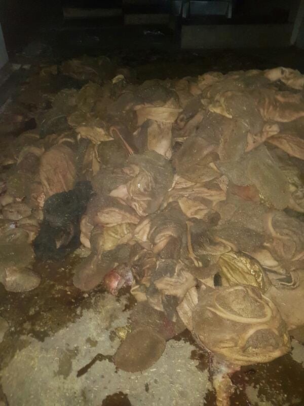 rade on fake meat plant