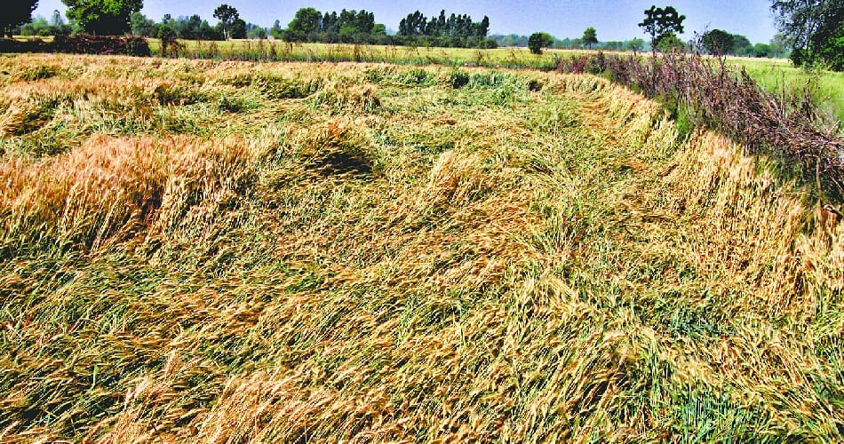 Damage to wheat crop from untimely rains