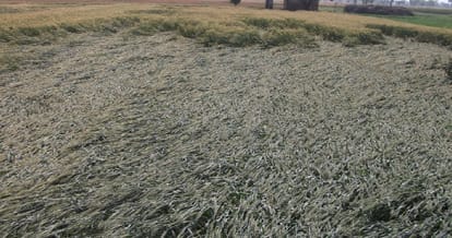 Damage to wheat crop from untimely rains