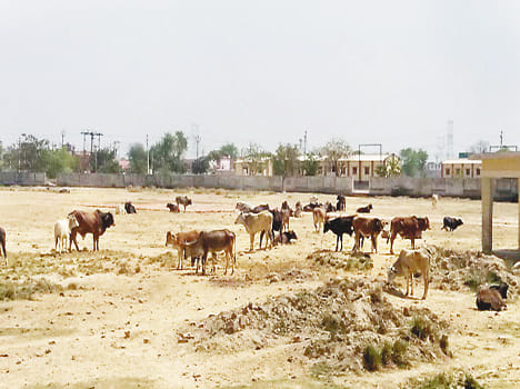 Occupation of stray animals on the State Highway