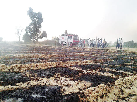 25 bigha crop from fire