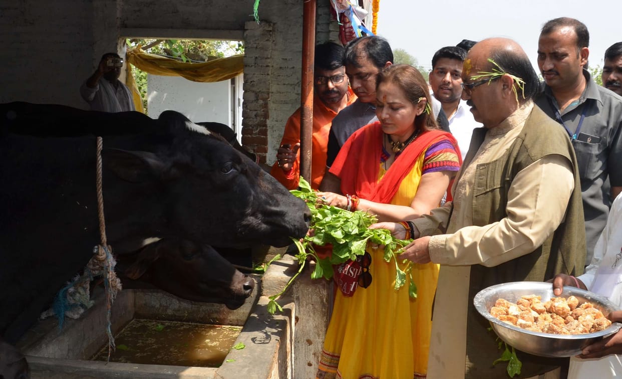 Modi, Yogi and Now Amar singh fed on fodder to cows  