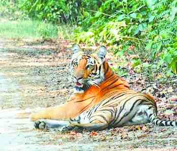 Father and daughter saw tiger in the forest