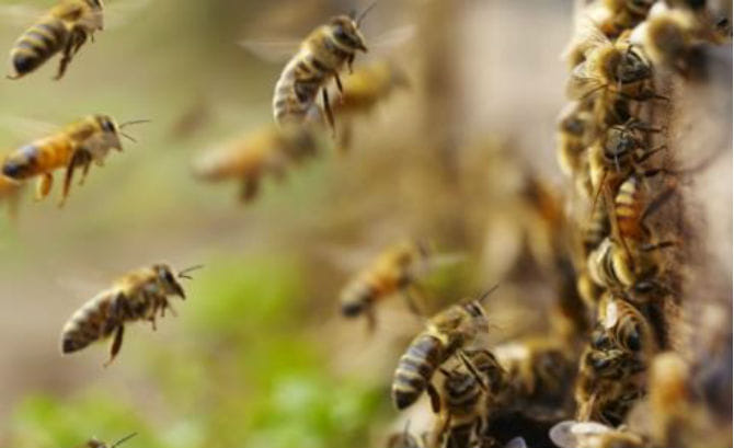 Bees attack, three hundred injured  and two deaths