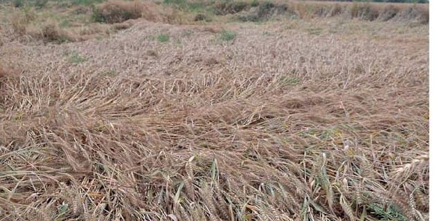 weather news about jaipur-shriganganagar-hanumangarh