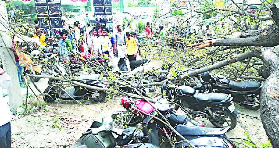 Giant trees dropped on the highway near the hilltop, many bikes damaged