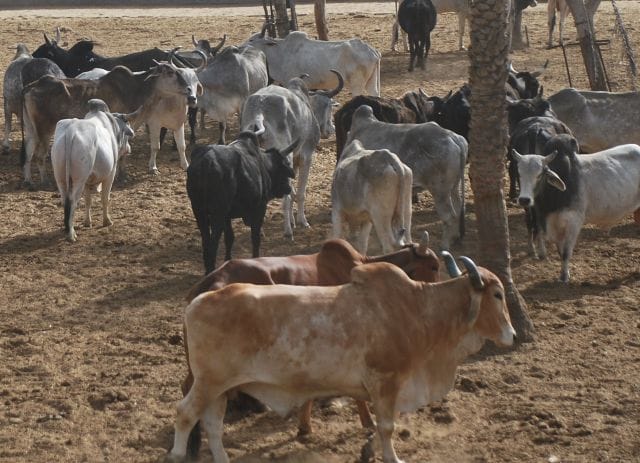 Yogi ji! Nandi Park of Corporation is not less than 'Jahnuam'