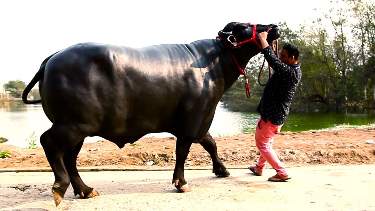 unique buffalo, super bull of india yuvraj, two and a half million children with alarming dose