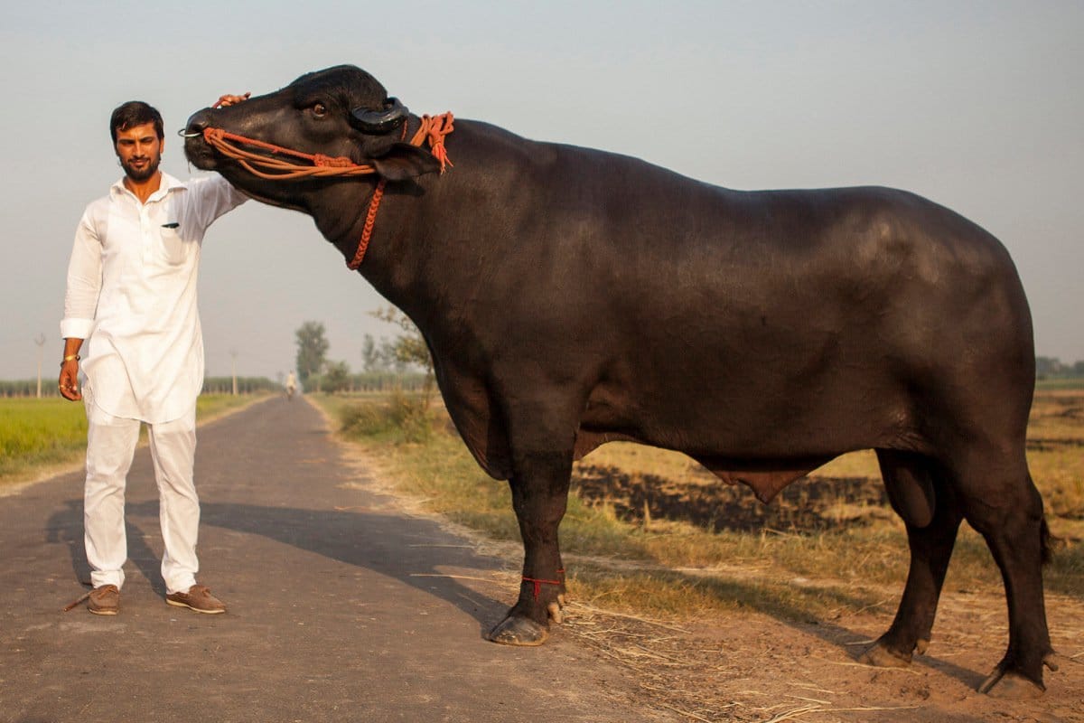 unique buffalo, super bull of india yuvraj, two and a half million children with alarming dose