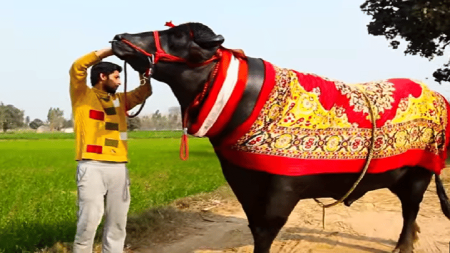 unique buffalo, super bull of india yuvraj, two and a half million children with alarming dose