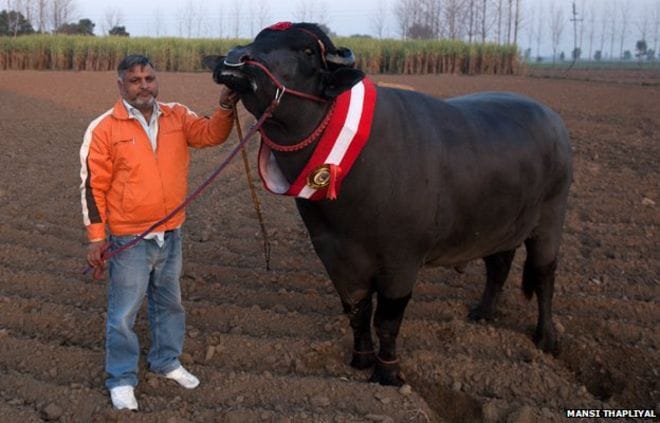 unique buffalo, super bull of india yuvraj, two and a half million children with alarming dose