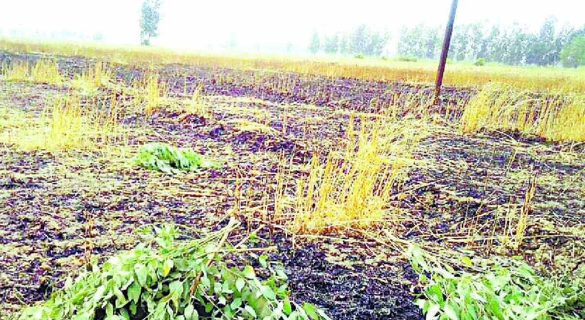 Acreage of two acres of wheat harvested by sparks