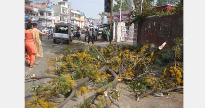 Tree trunk dropped on people in pinjaur