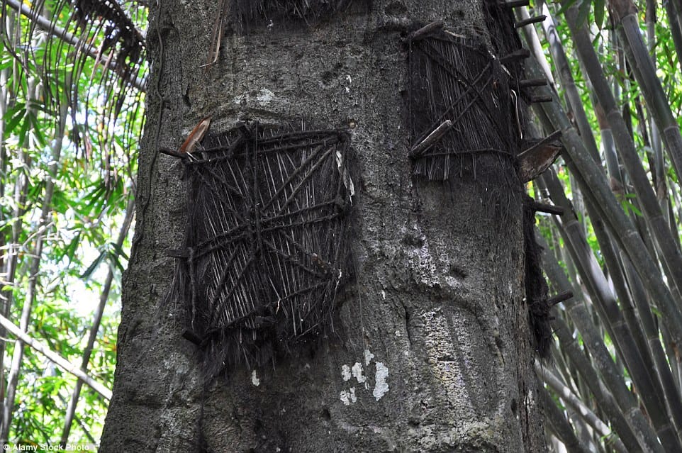 indonesia where dead babies are buried inside trunk