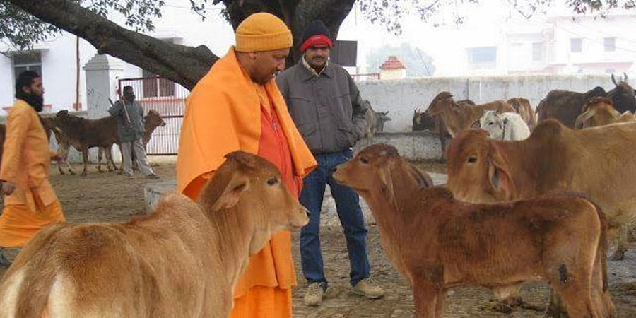 Hindu Yuva Vahini leader’s car runs over calf