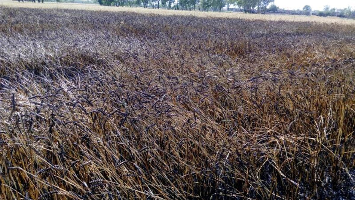 Ht line crushes harvest by falling apart
