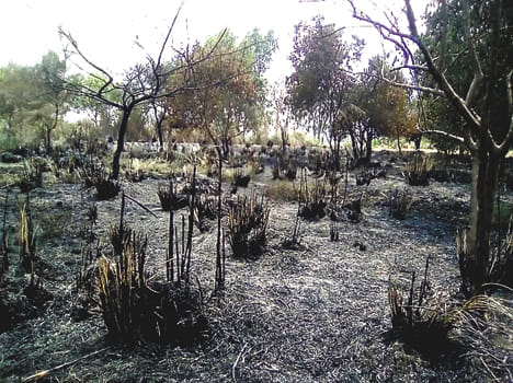 Five bigha wheat crop burnt by fire