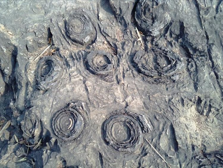 Salkahn Fossils Park Is One Of The Oldest Fossils Park Of The - Amar Ujala  Hindi News Live - सोनभद्र में है दुनिया का सबसे पुराना फासिल्स पार्क, समेटे  हुए है धरती