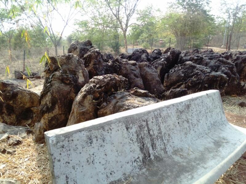 salkahn fossils park is one of the oldest fossils park of the 