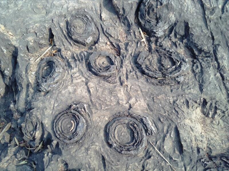 salkahn fossils park is one of the oldest fossils park of the 