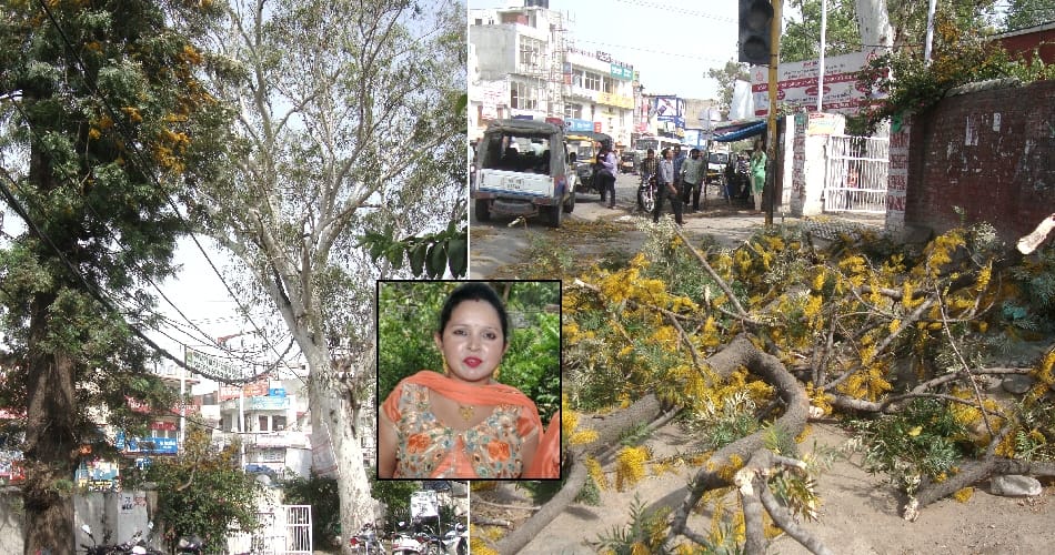 Tree trunk dropped on people in pinjaur