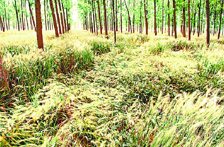 Blaze of thunderstorms on crops