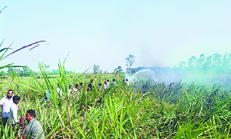Burning sugar cane in 25 beagle from spark
