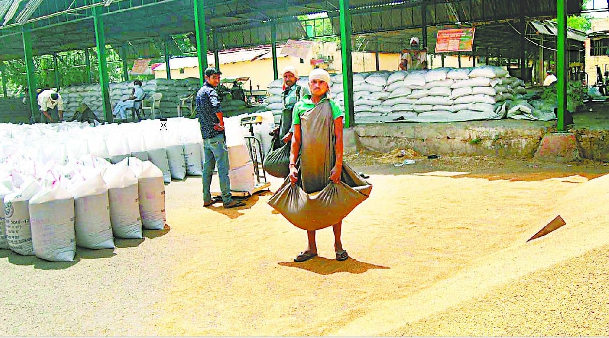 Increased wheat arrival in the market, government procurement also increased