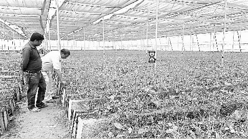Pilibhit's flowers will burst in Delhi