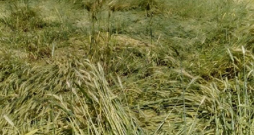 Heavy damage to the crop in the Katyoor valley with hail and lightning