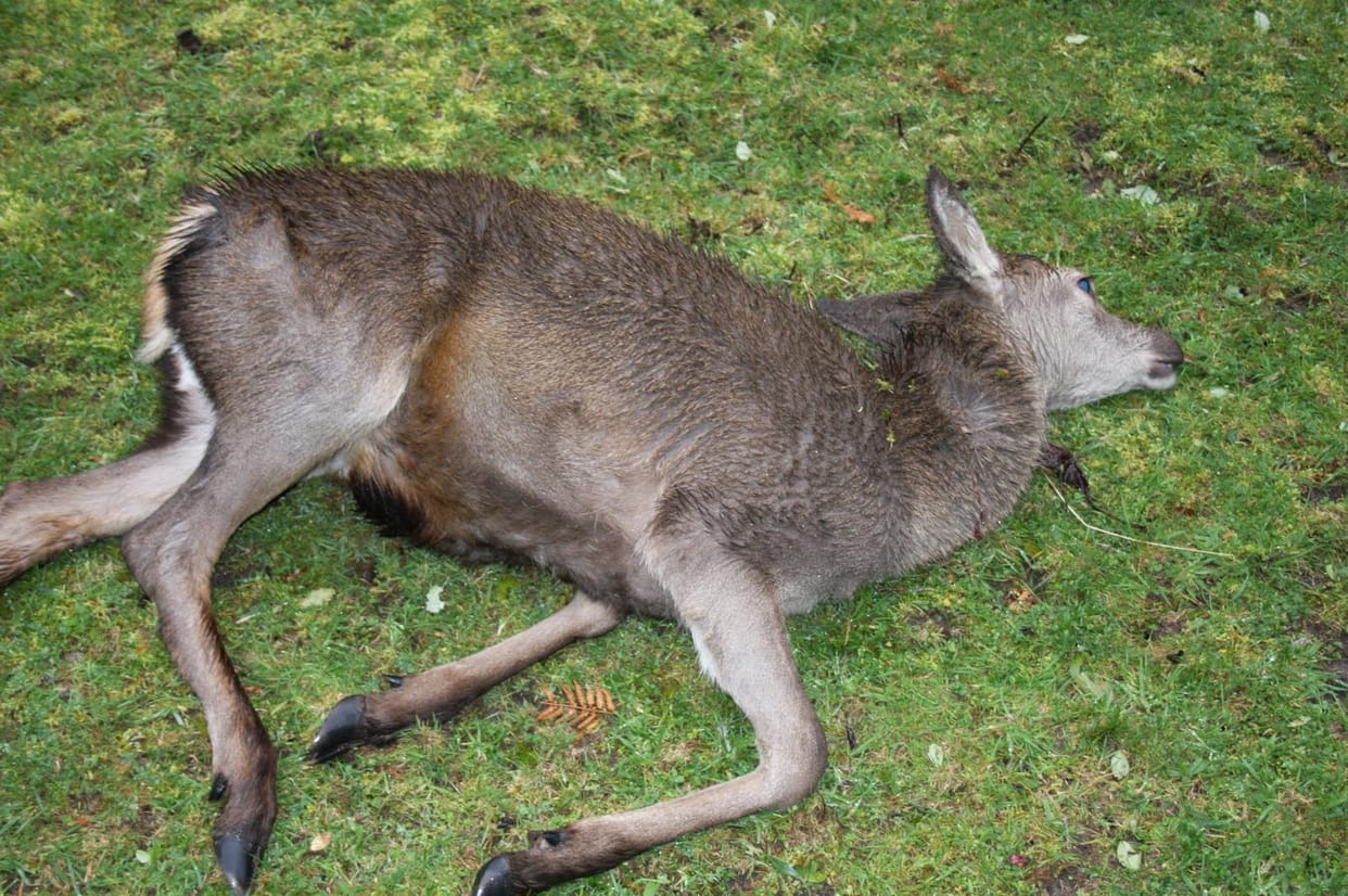 Forest department does not know to die deer