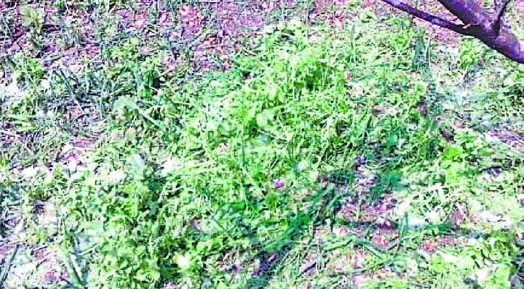 Vegetables from hail, plant waste