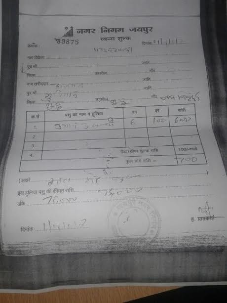 so called cow smuggler had legal reciept of jaipur nagar nigam