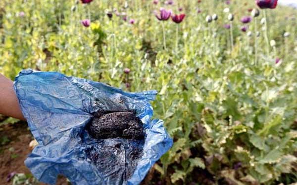 opium smuggler arrested in jodhpur with new currency