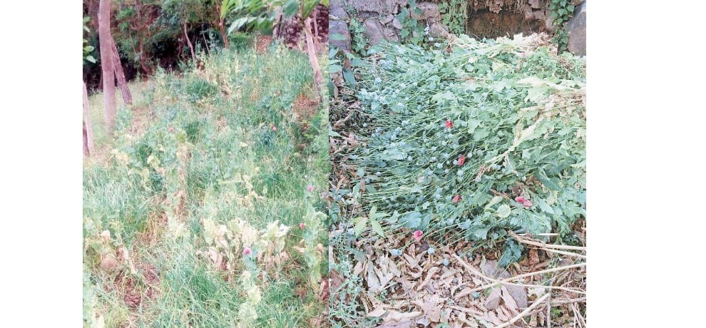 Police seized opium cultivation in sirmour