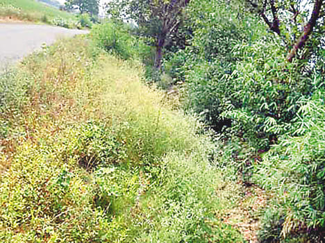 No water in Minor for four years