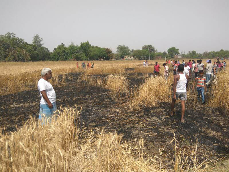 45 bigha wheat harvested ash