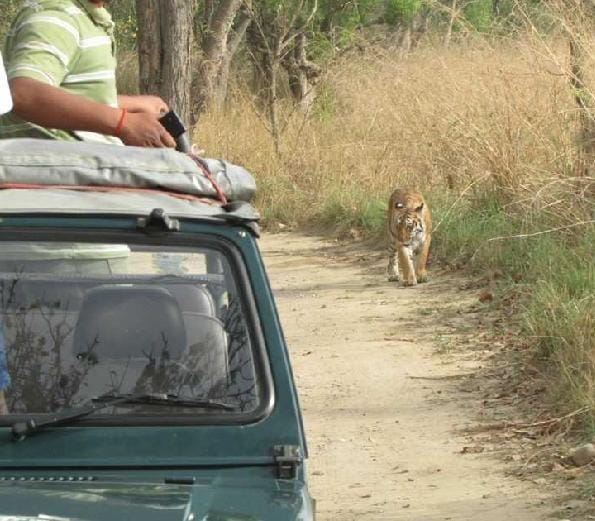 The road to the tigress stopped in the carbate park