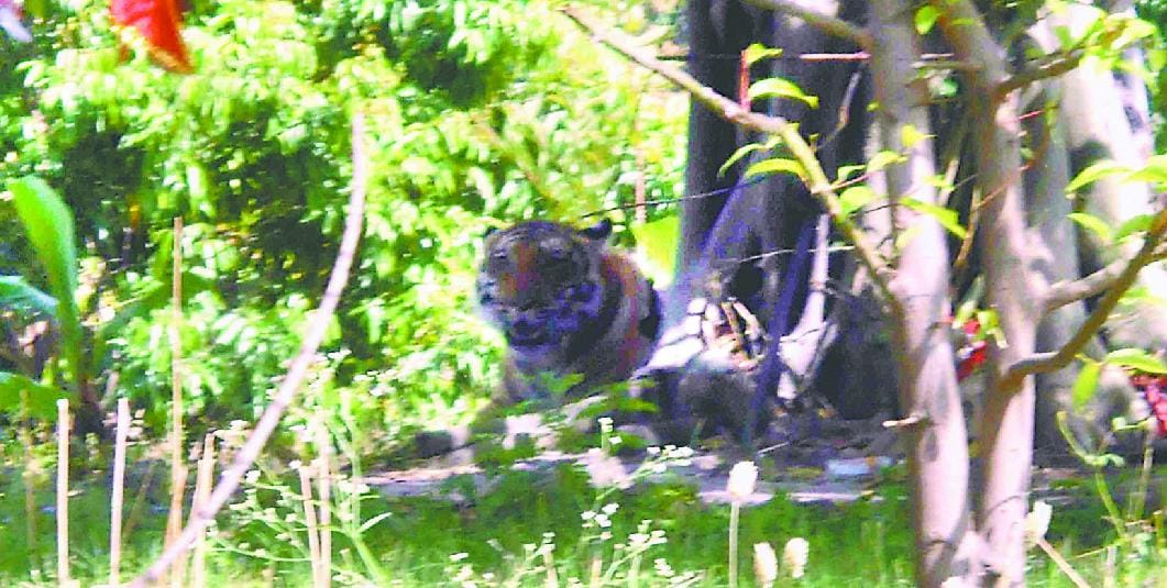 Tigers roamed in Bastia village, stirred