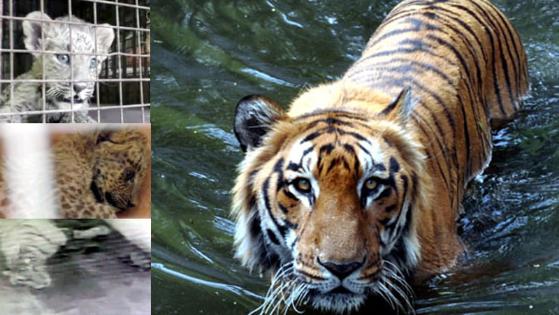tigress gave birth to four children cubs