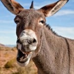 pakistan will be export donkeys to china