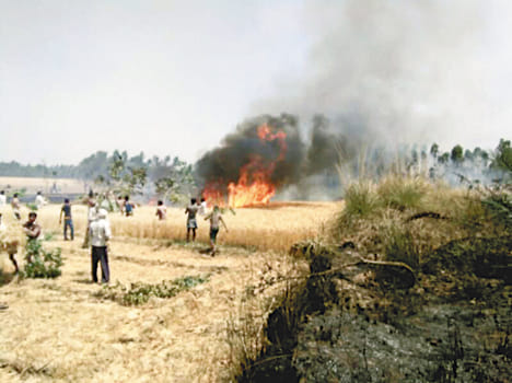 50 bigha wheat crop from fire