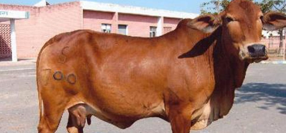  shia gau raksha dal made for checking co slaughter in up