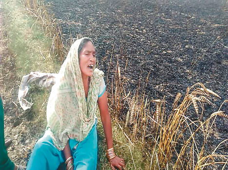 103 bigha wheat crop from fire