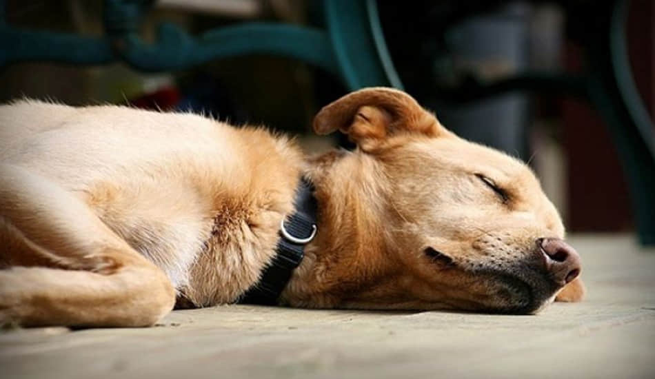 death to save dog 