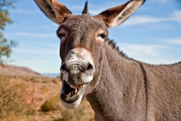 pakistan will be export donkeys to china